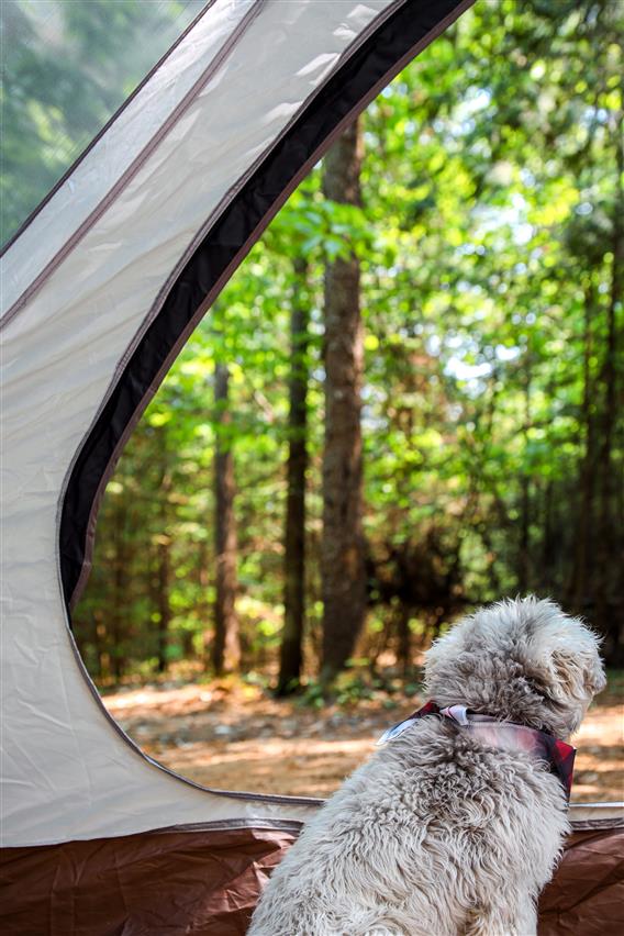 Chalets lanaudière - Camping