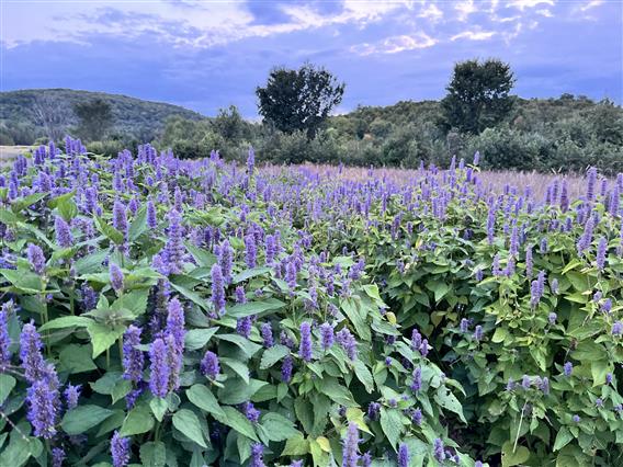 Champ d'agastaches de Marianne