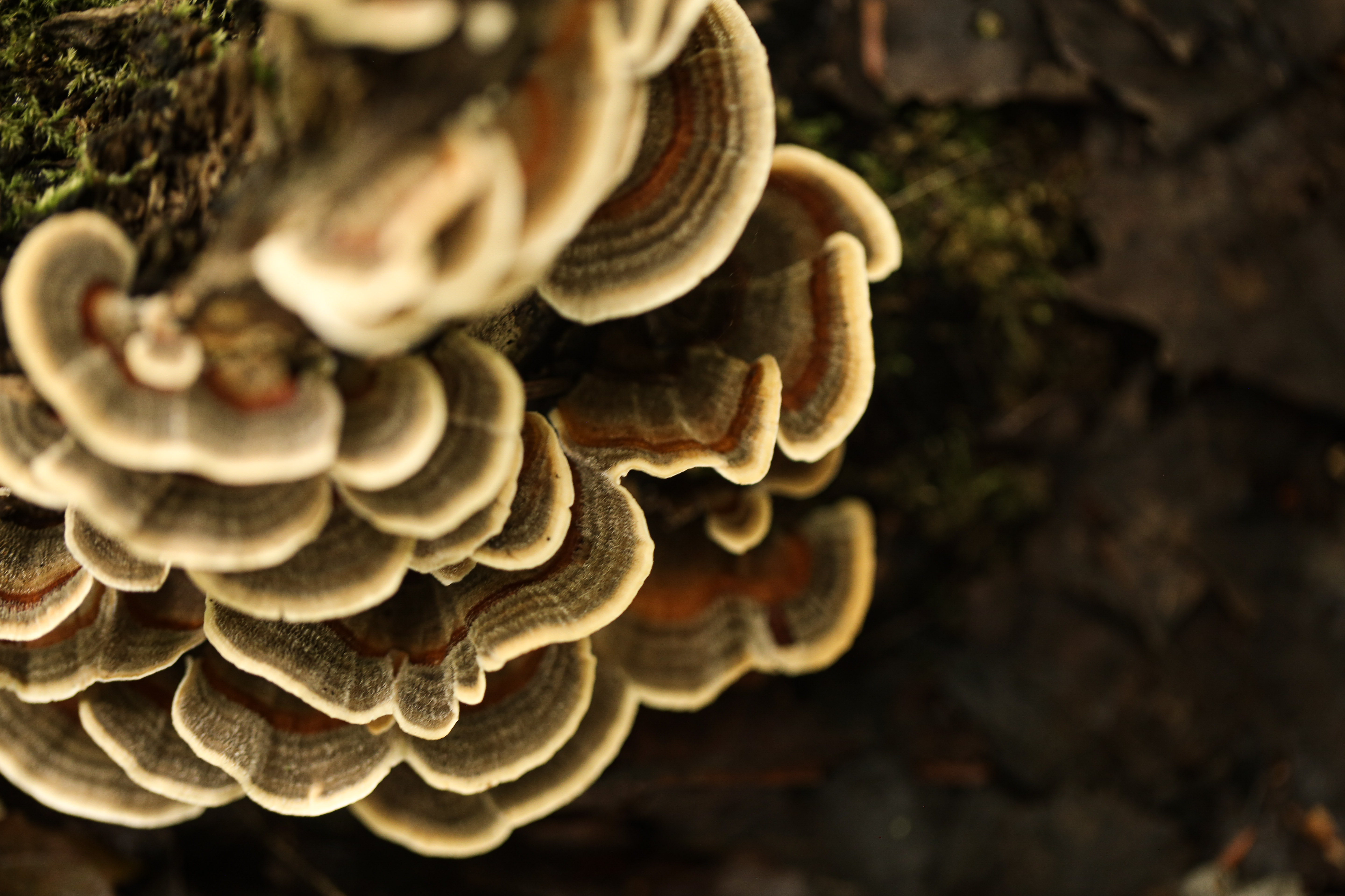 Champignons 