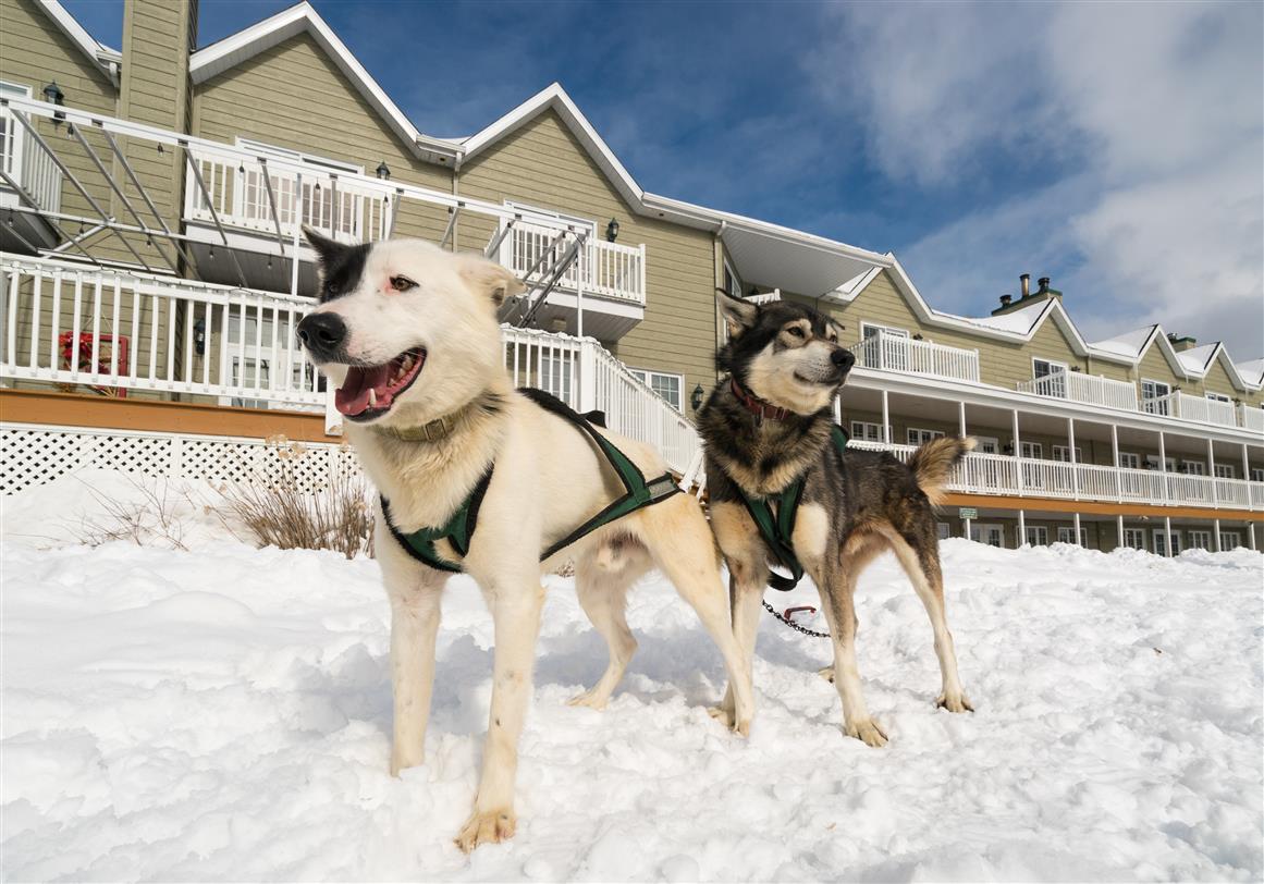 Chiens-et-auberge_Lac-Blanc-09078