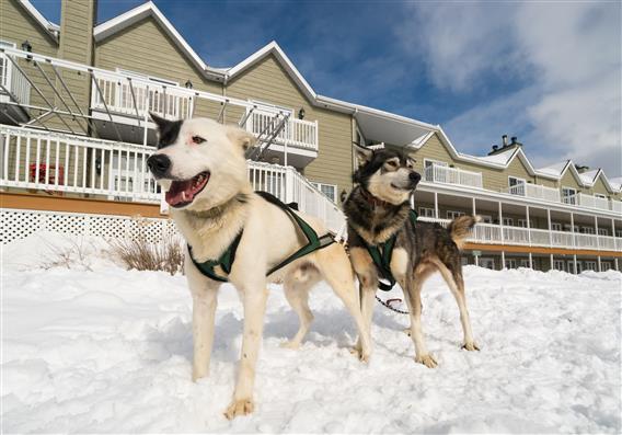 Chiens-et-auberge_Lac-Blanc-09078