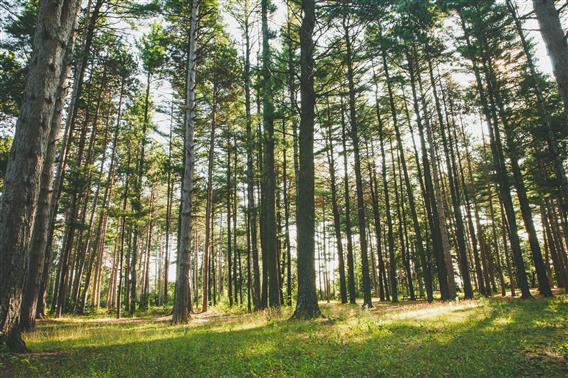 Parc des Chutes Dorwin - 2