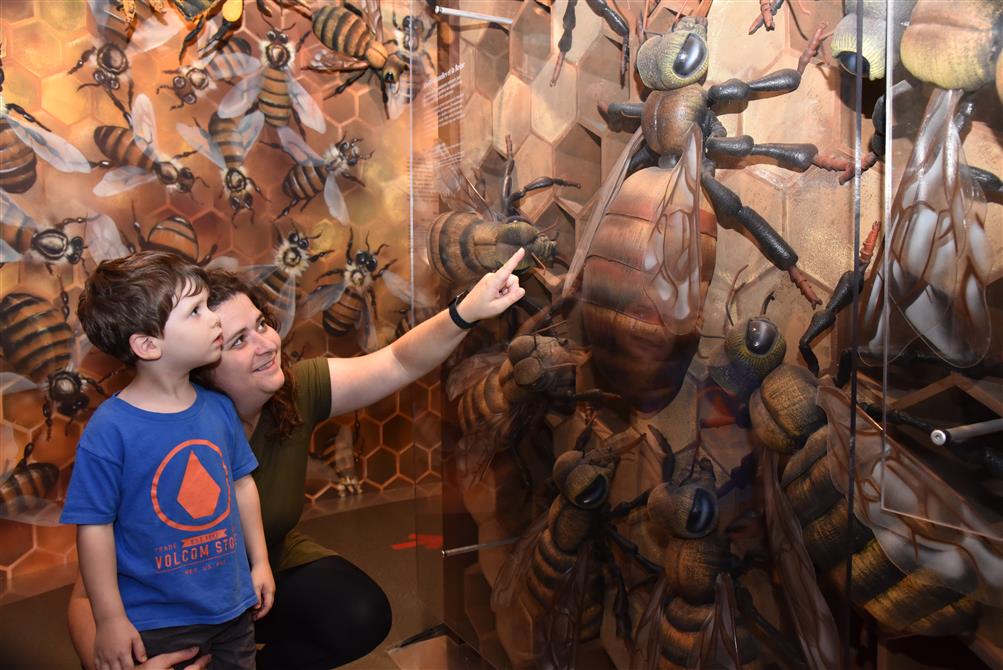 Visite dans la Ruche Géante (&copy;Miellerie Lune de Miel)