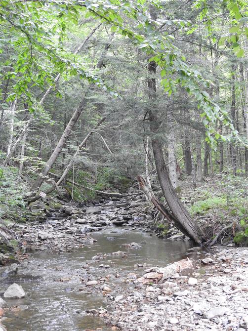 Ruisseau et sentier en forêt (&copy;Pavillon des Mésanges)