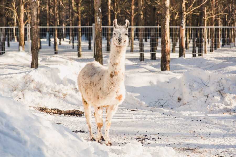 Parc Animalier au Domaine