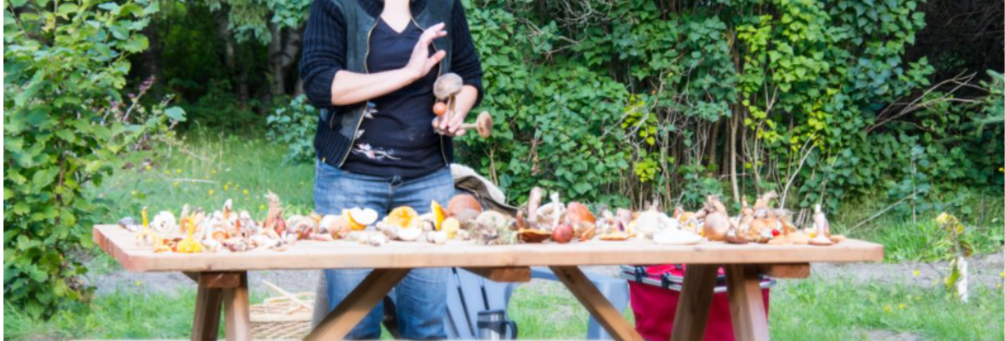 DruideSylvestre_Mauricie_Myco