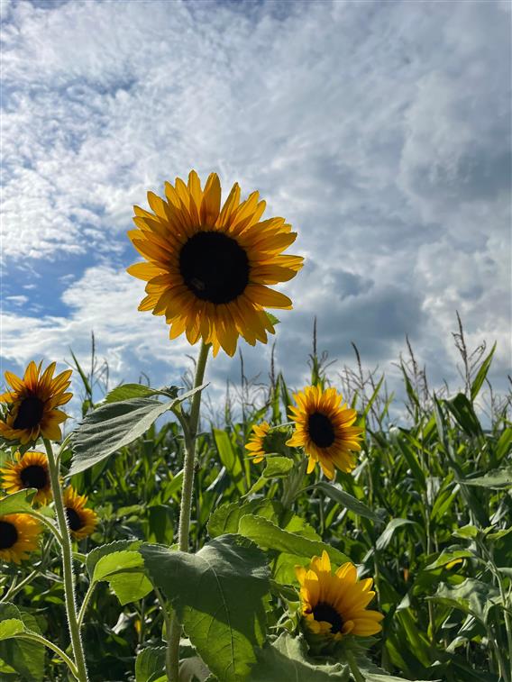 Ferme Guy Rivest - 6