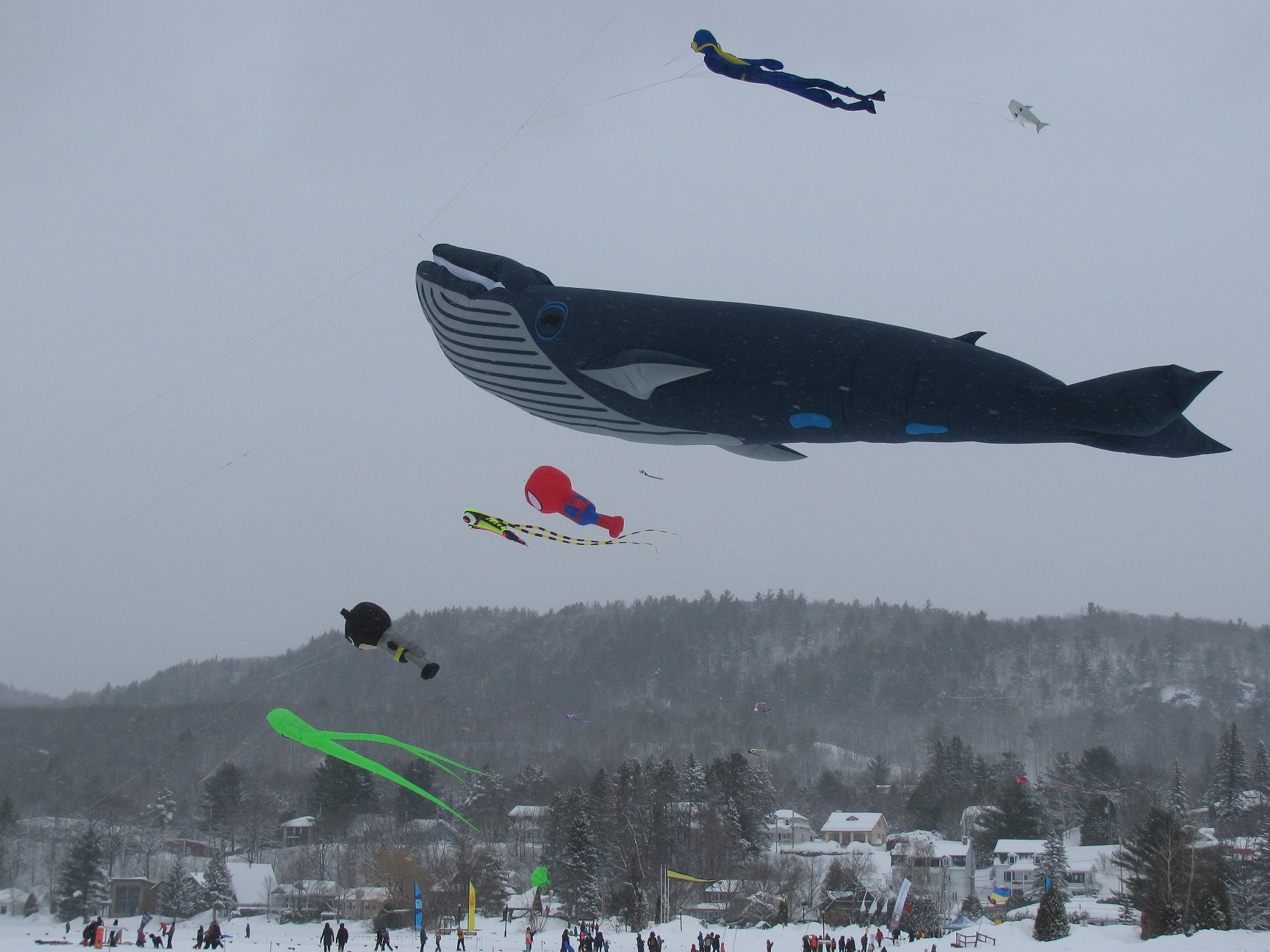 Baleine et compagnie