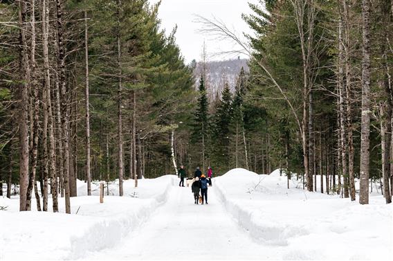 Sentier de randonnée pédestre hiver