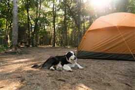 Camping où les chien sont les bienvenus