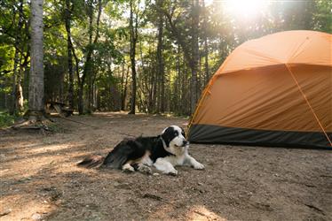 Camping où les chien sont les bienvenus