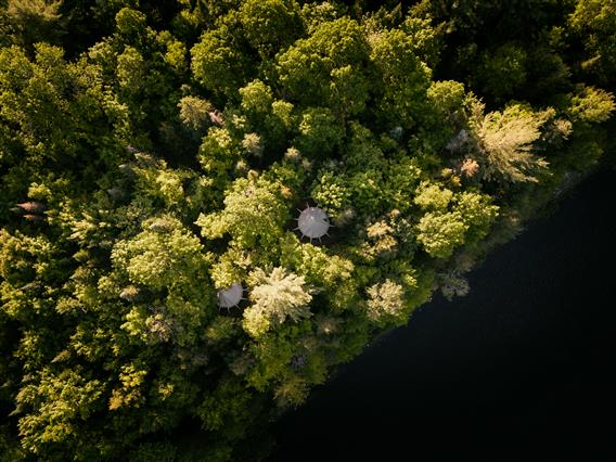 Tentes lotus dans la Forêt