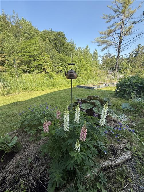 Jardin 2 (&copy;Gîte R112-Nord)