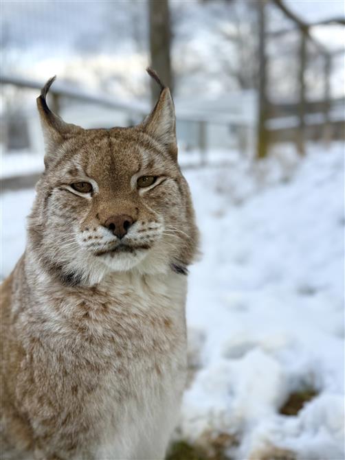 Lynx en hiver (&copy;Cinézoo)