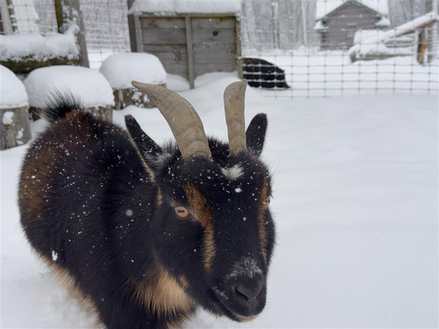 Chèvre (&copy;Cinézoo)