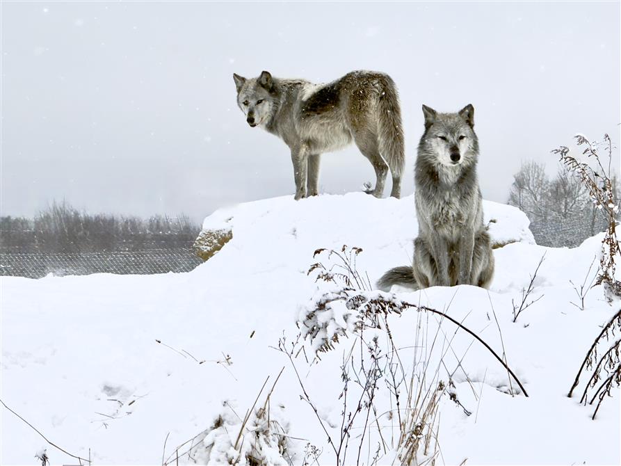Loups en hiver (&copy;Cinézoo)