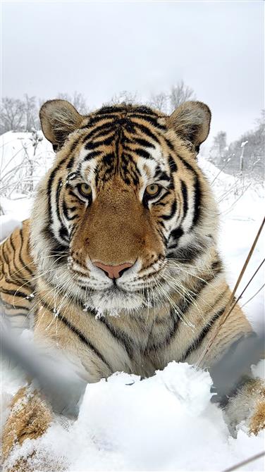 Tigre dans la neige (&copy;Cinézoo)