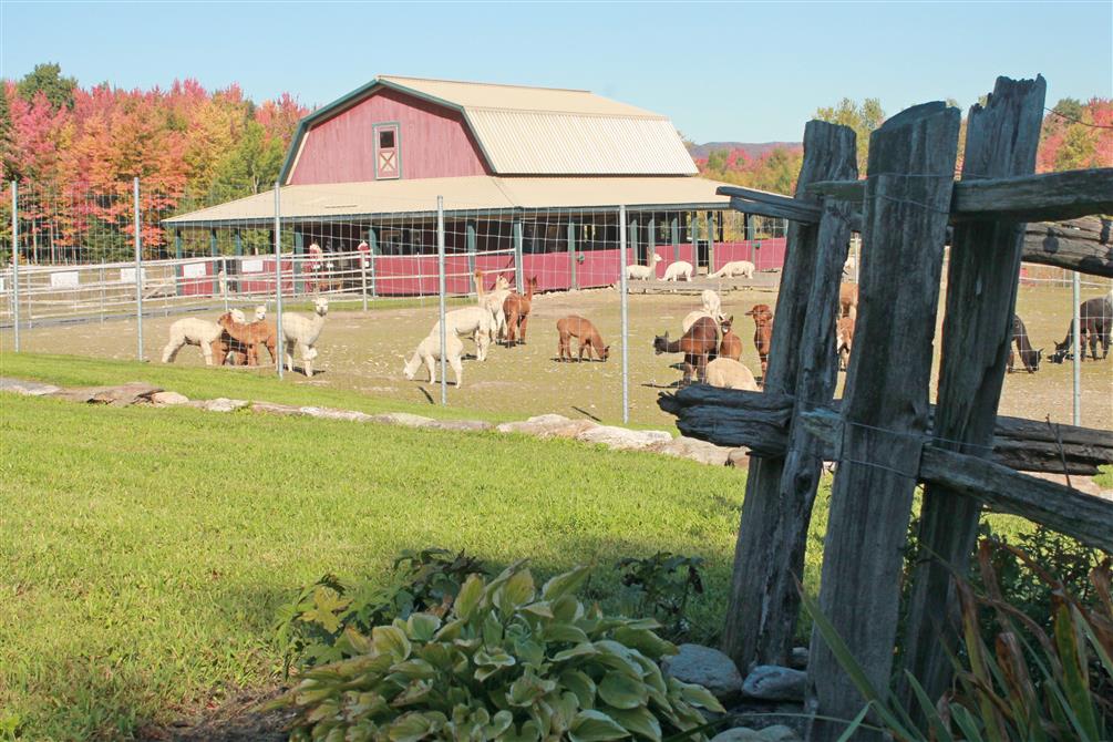 Domaine des Nobles Alpagas (&copy;Domaine des Nobles Alpagas)