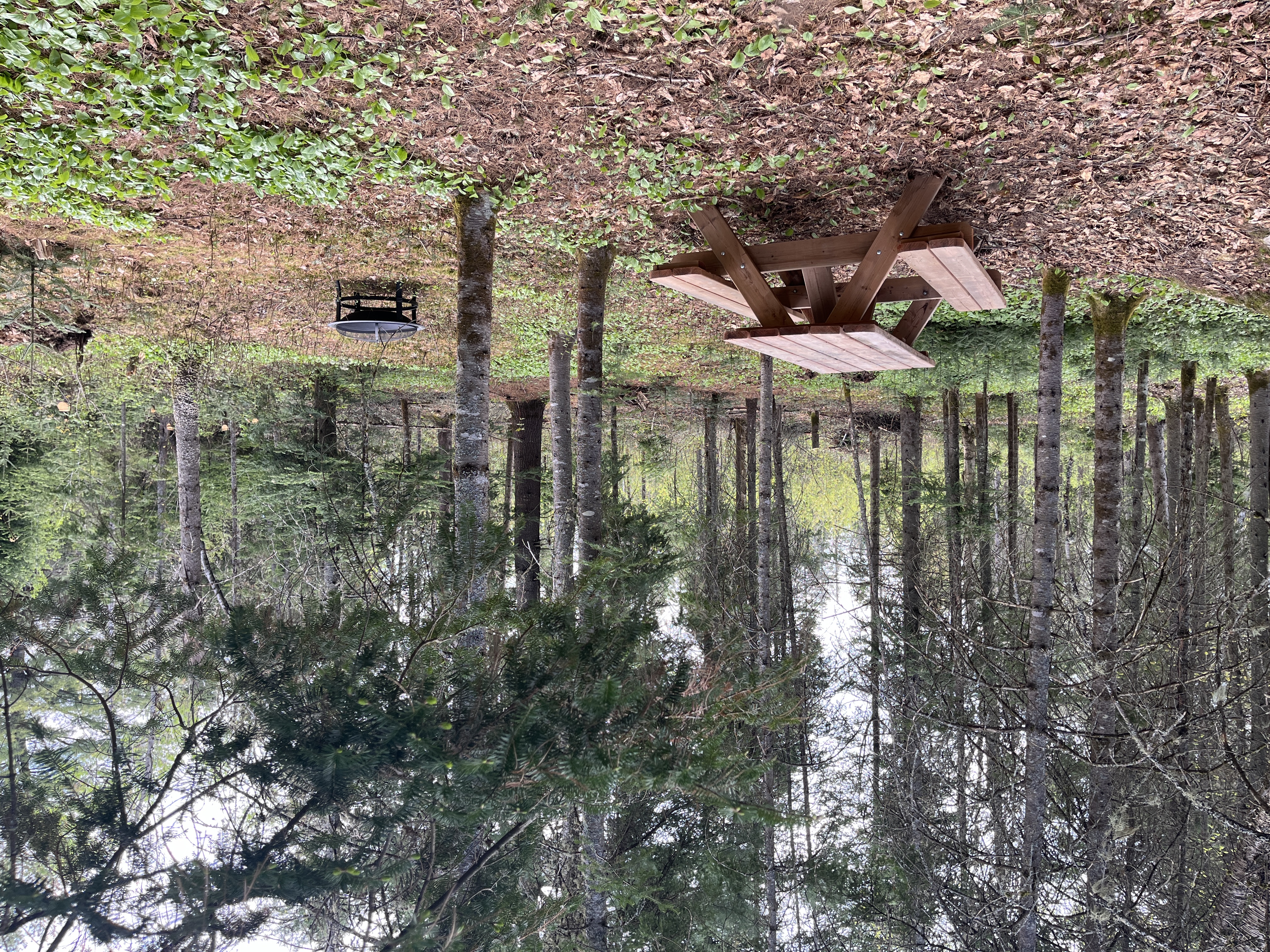 Emplacement en forêt - l'ours noir - pour tente