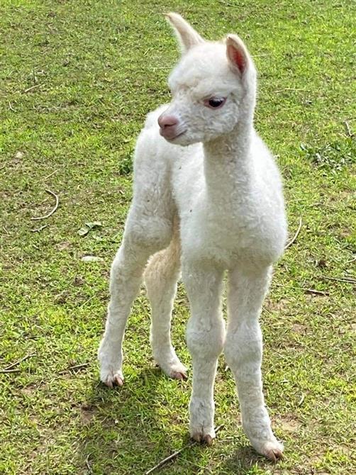 IMG_3093 2 (&copy;Passion Alpagas)