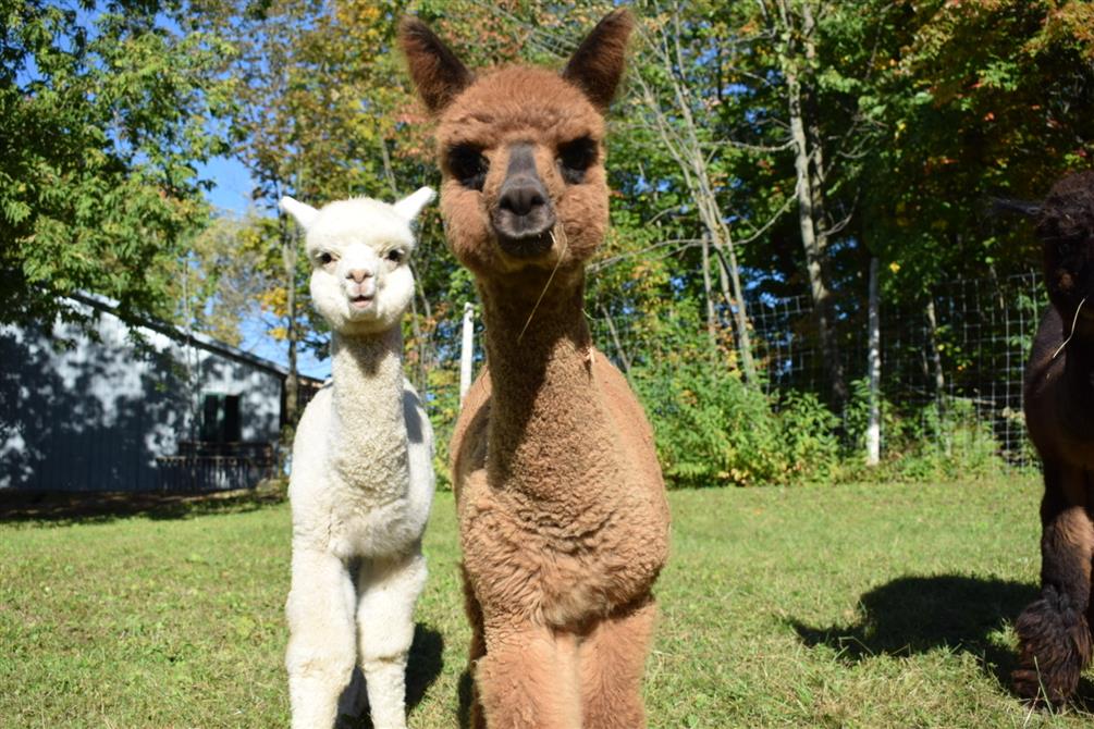 IMG_3441 (&copy;Passion Alpagas)