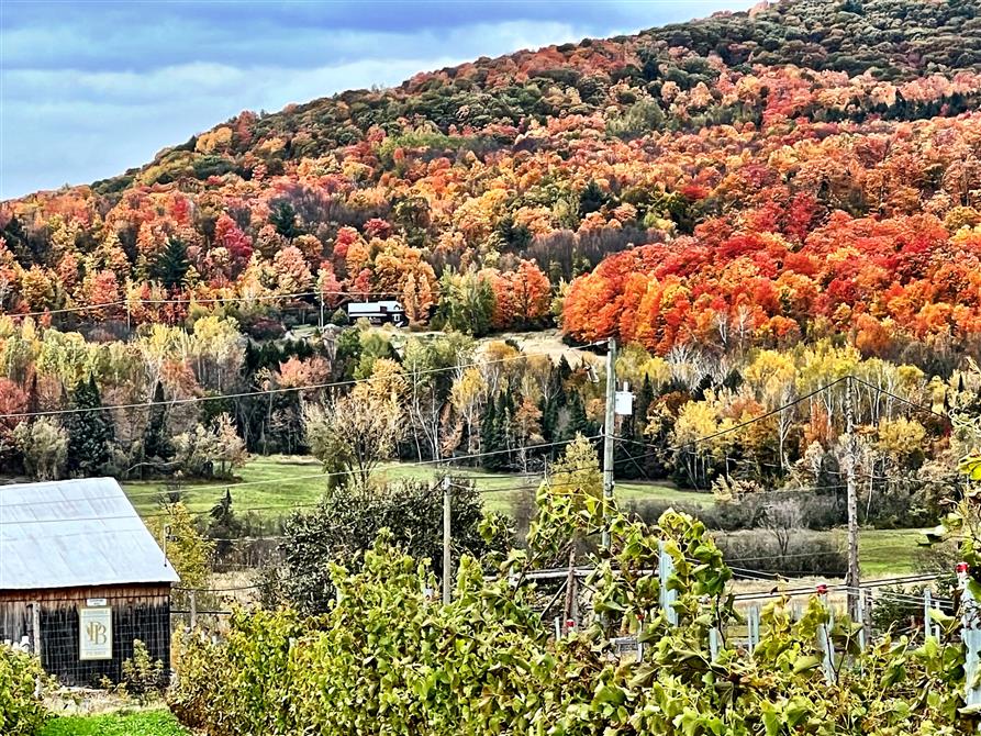 Vue (&copy;Vignoble du PicBois)