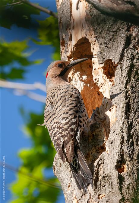 Pic flamboyant (&copy;Bertrand Duhamel)