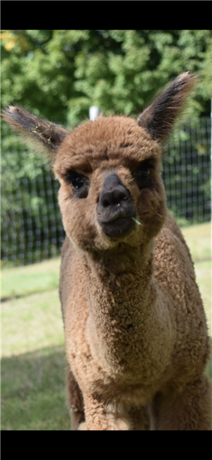 IMG_3889 (&copy;Passion Alpagas)