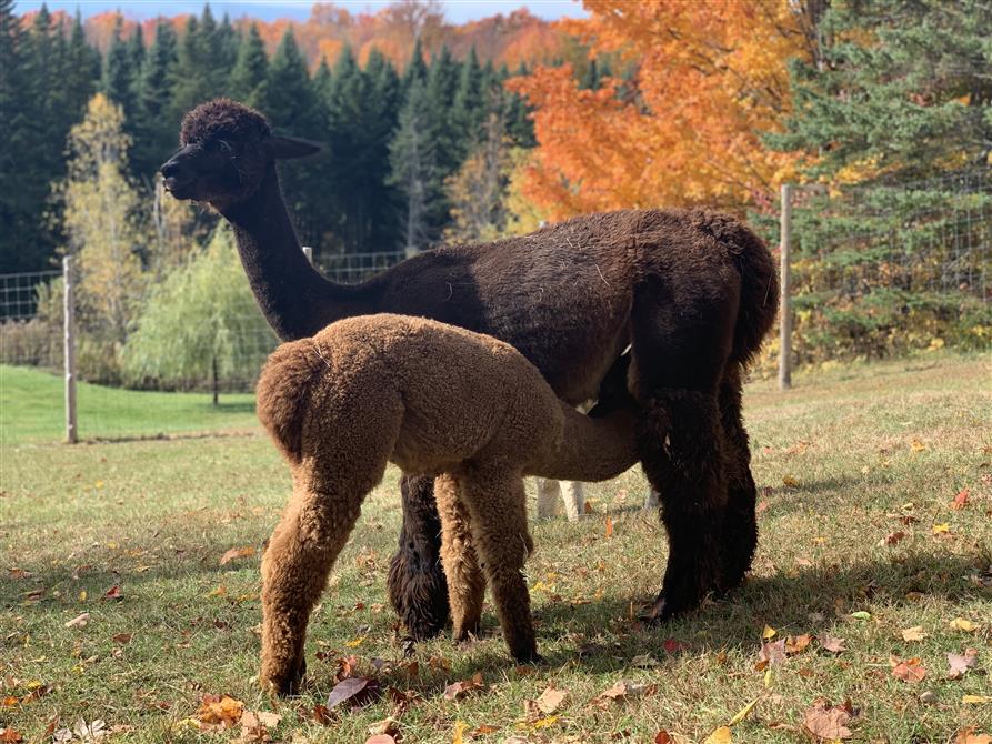 IMG_4074 (&copy;Passion Alpagas)