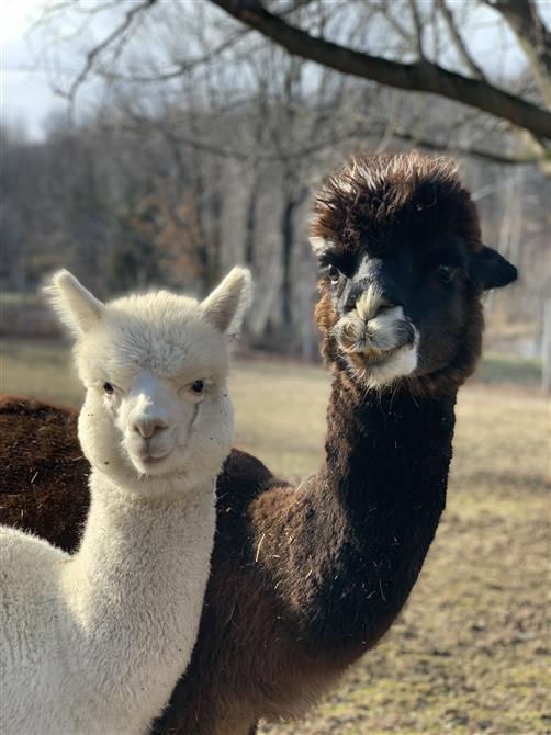 IMG_4447 (&copy;Passion Alpagas)