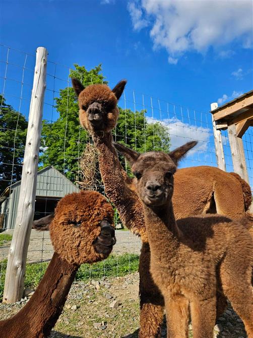 IMG_6064 (&copy;Passion Alpagas)