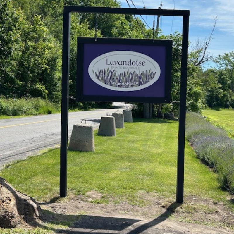 Lavandoise Saint Dorothy