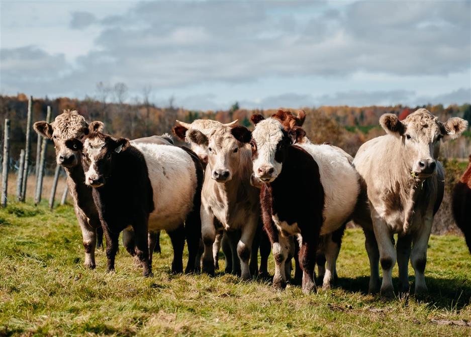 Vaches (&copy;Ferme des petits Torrieux)