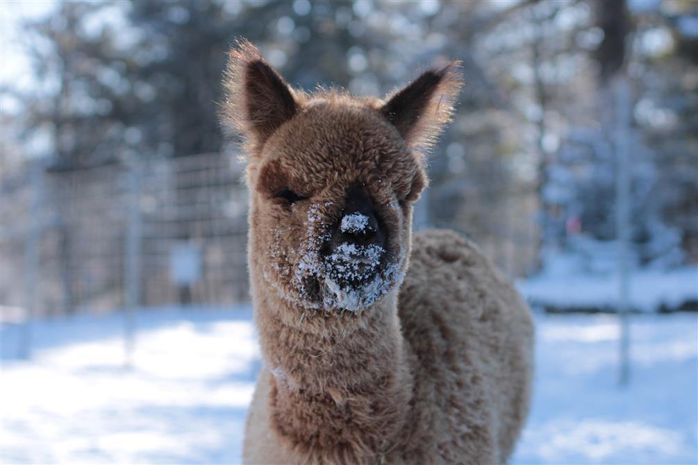 Domaine des Noblesa Alpagas (&copy;Domaine des Nobles Alpagas)