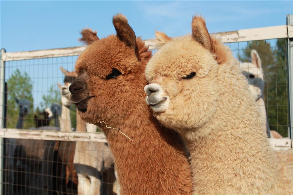 Domaine des Nobles Alpagas (&copy;Domaine des Nobles Alpagas)