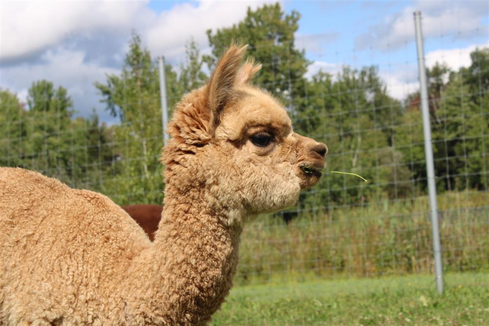 Domaine des Nobles Alpagas (&copy;Domaine des Nobles Alpagas)
