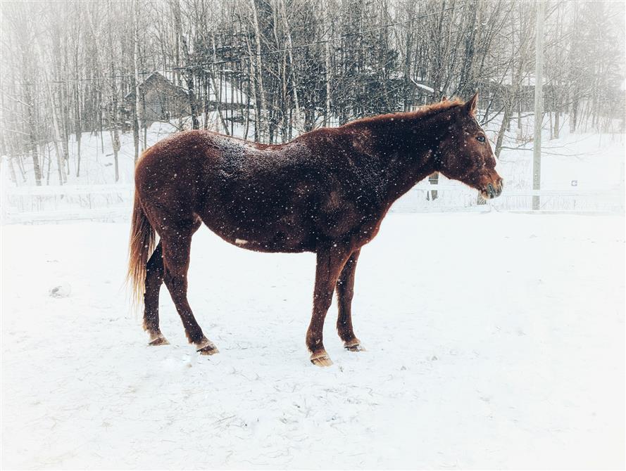Indiana (&copy;Patrick Dezothez)