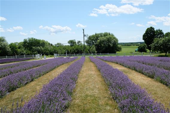 Jardins Aromes et Saveurs_2022_credit Marilou Muloin-Robitaille26