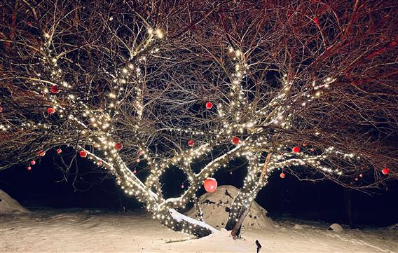 Jardins arômes et saveurs_Jardins en lumières_2023_Crédit_photo_Pascale_Coutu9