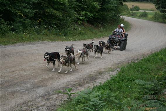 Entraînement chiens de traîneau, Lanaudière