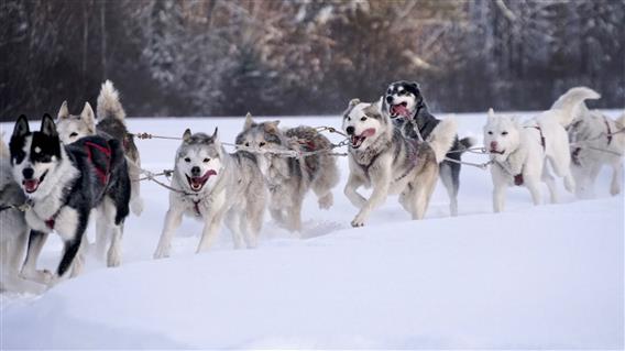 Traîneau à chiens, Lanaudière