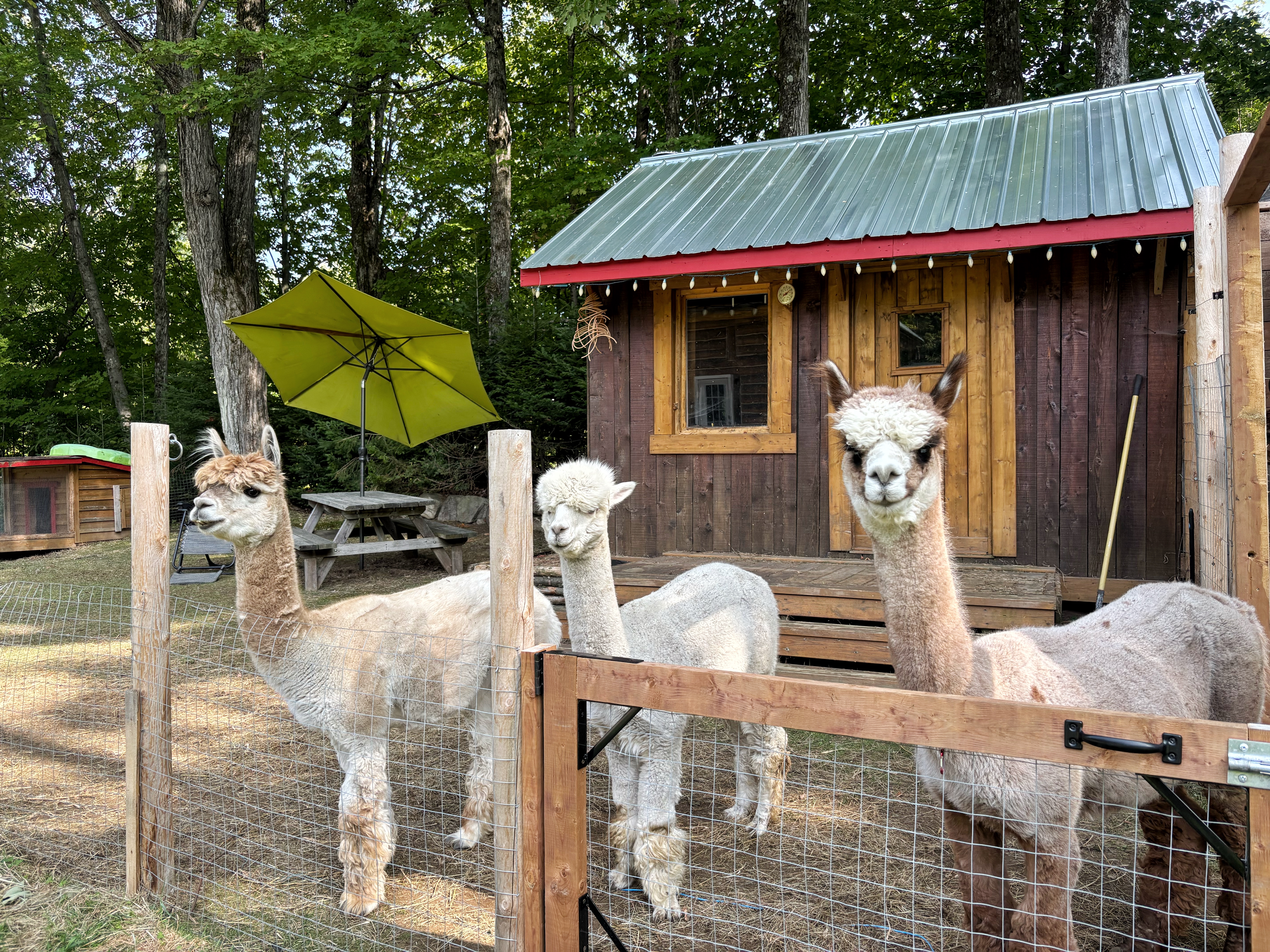  Lanaudi&#232;re mon amour - 1