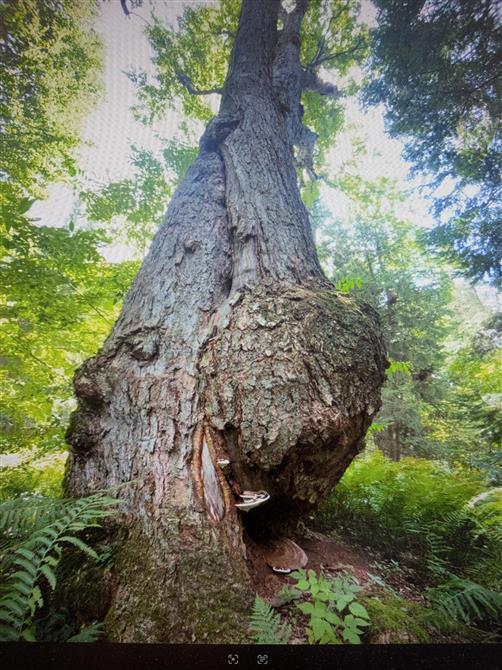 Le plus gros merisier du Québec (&copy;Michel Courtemanche)