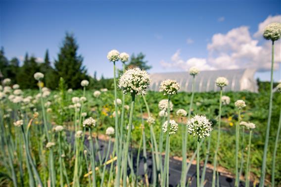 Les jardins de l'écoumène -7