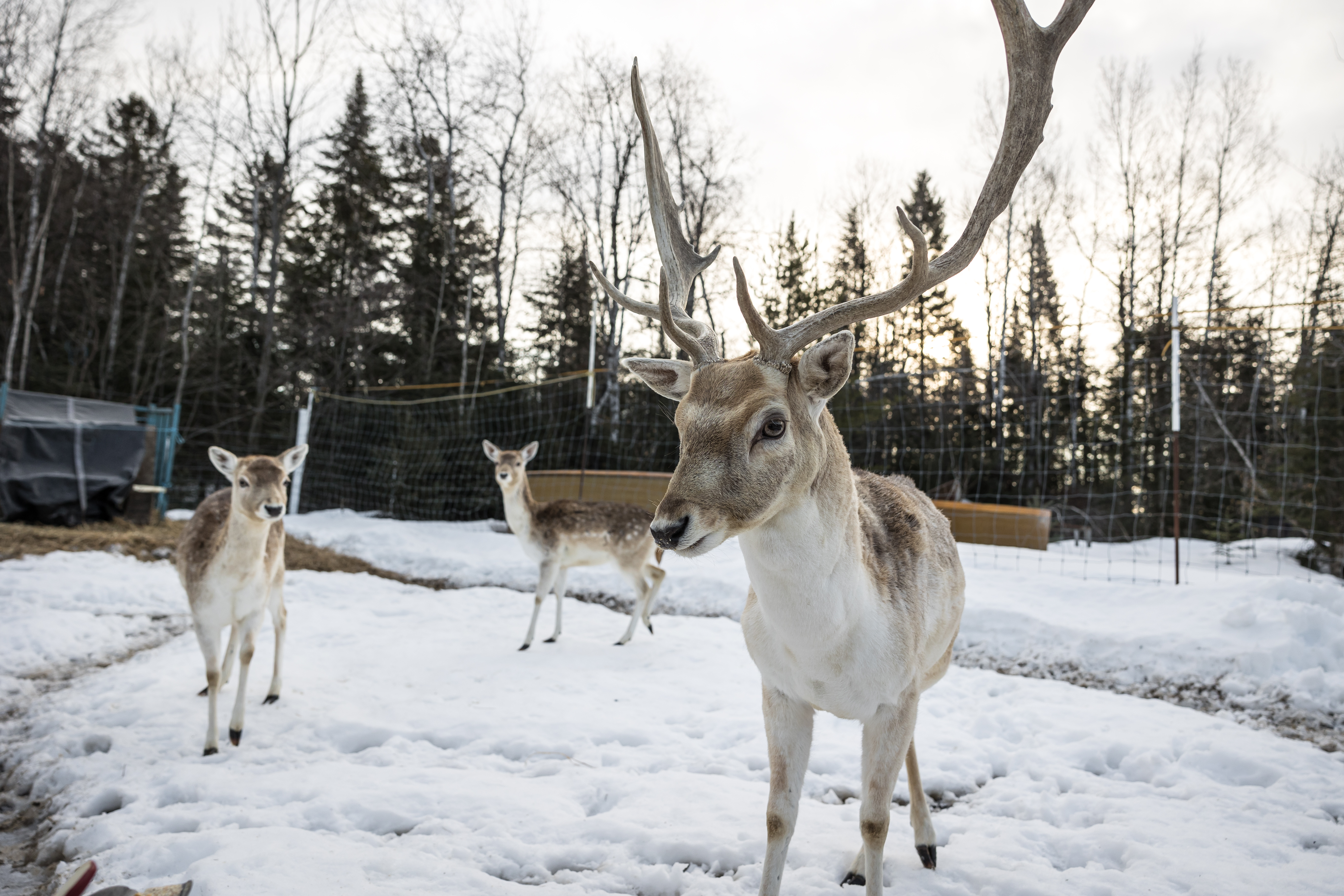 Parc animalier au Domaine