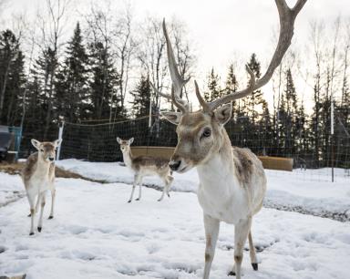 Parc animalier au Domaine