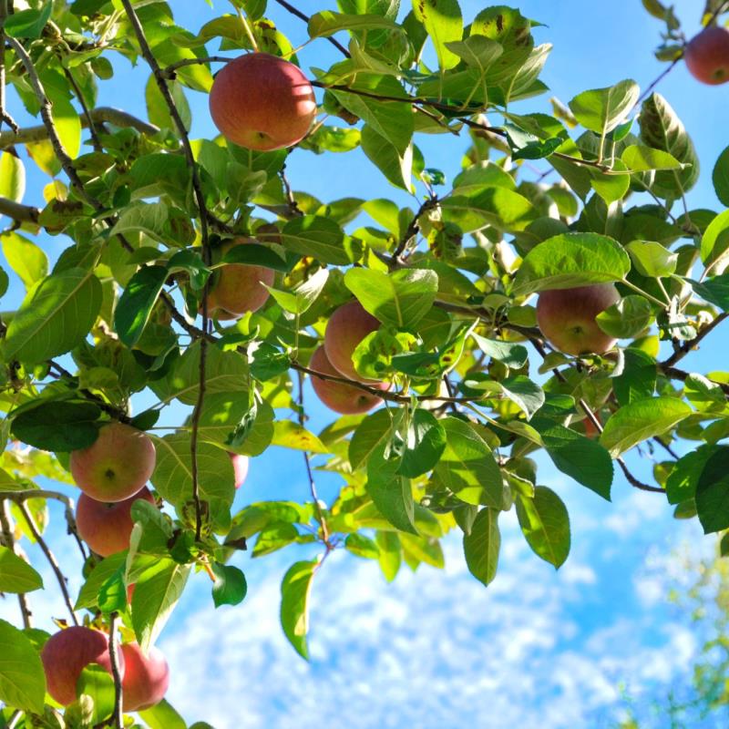 Verger Gibouleau inc.