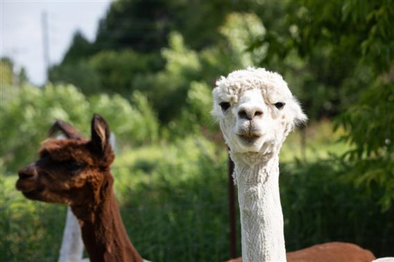 Nos alpagas (Guimauve, Garou et Geronimo)