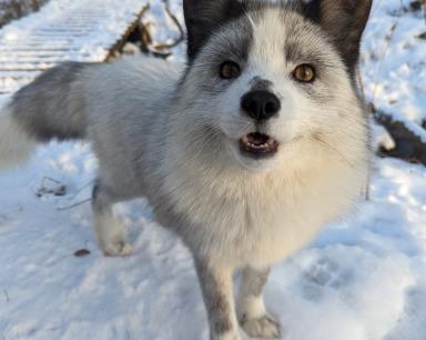 Astride, la renarde marbrée - Musée de la Biodiversité