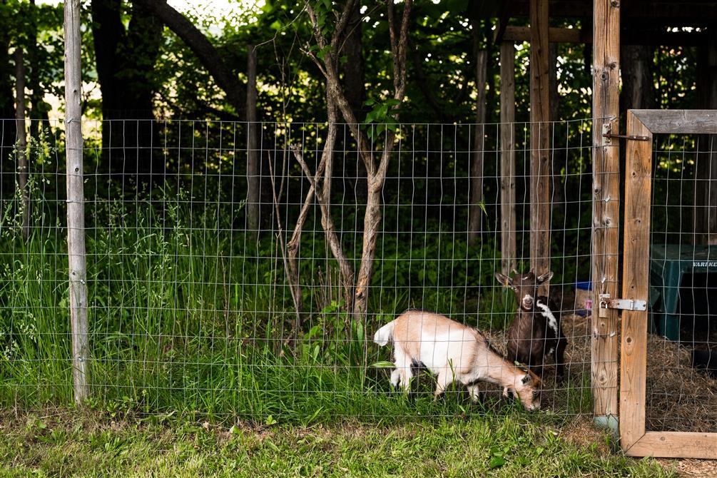 Petits animaux (&copy;Charles et Annie Photographie)